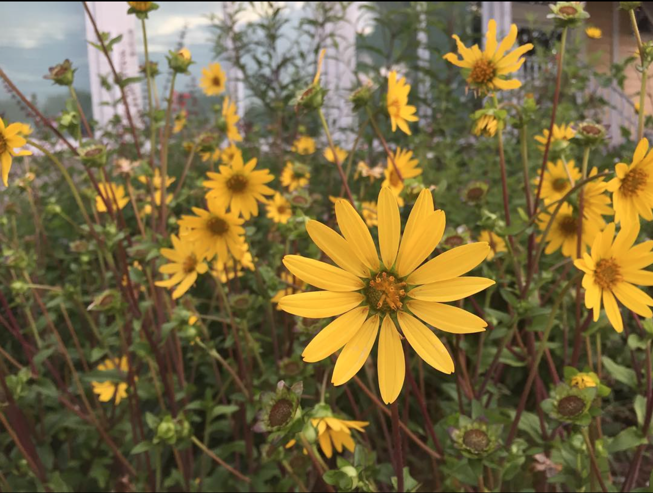 Starry Rosinflower - Hardy Florida Native Wildflower — Florida